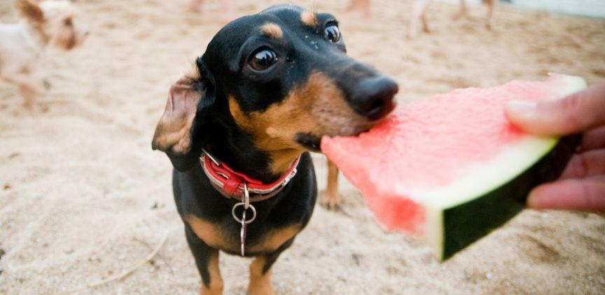 A miniature dachshund eating a slice of water melon.